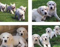 Notecard Packs with puppy pictures set 1