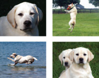 Notecard Packs with puppy pictures set 2