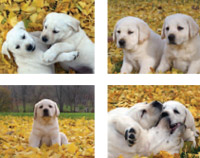 Notecard Packs with puppy pictures set 3